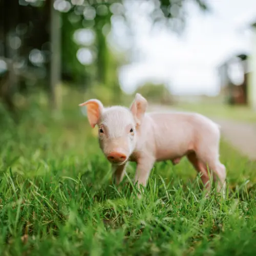 Porcușori 🐽
